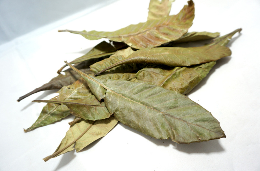 야생에서 채취를 한 비파나무의 잎을 깨끗하게 세척한 후에 건조시킨 것을 하얀 바닥 위에 여러 장 겹쳐서 놓아두고 찍은 사진