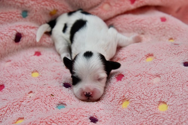 반려견 교감 방법