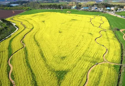 고창 청보리밭축제 주차장, 입장료, 프로그램