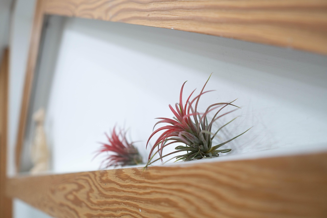 식물 소품 관련 사진