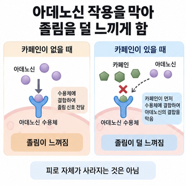 카페인이 아데노신 수용체의 작용을 막아 졸림을 줄이는 원리를 표현한 이미지