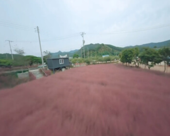 고창 핑크뮬리 축제_16