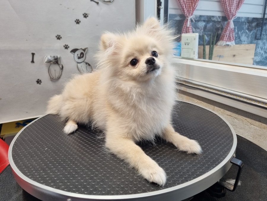 포메라니안 털 빠짐, 원숭이 시기 4~9개월 사이 시작