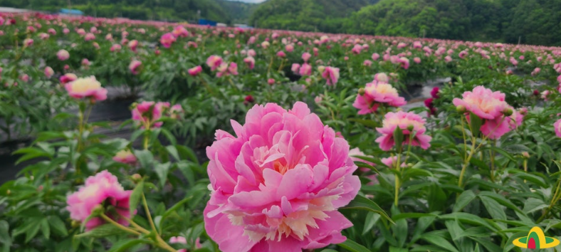 의성 조문국사적지, 작약꽃이 피어나는 고대의 정원
