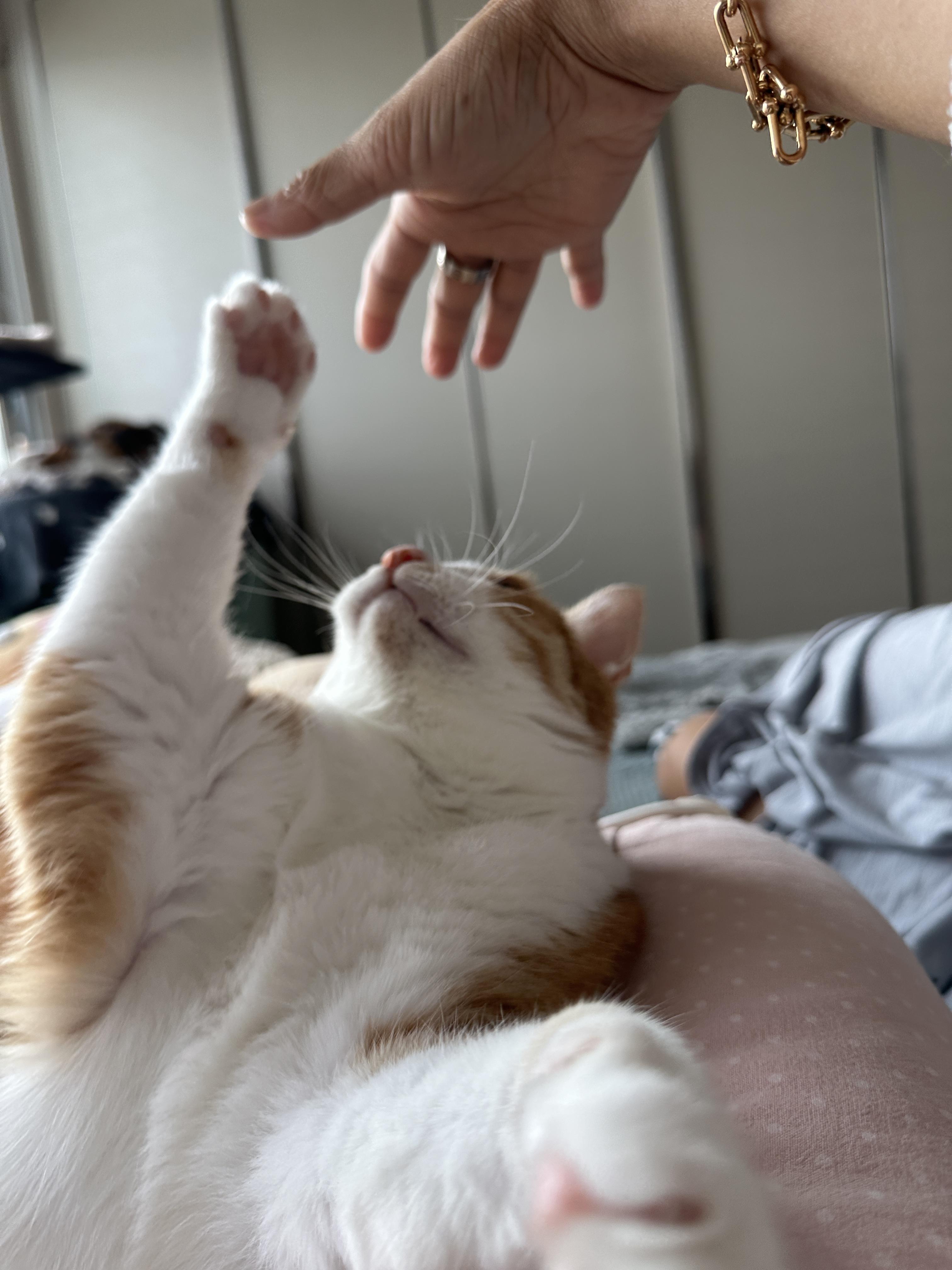 엄마_손을_향해_앞발을_쭉_뻗는_호야