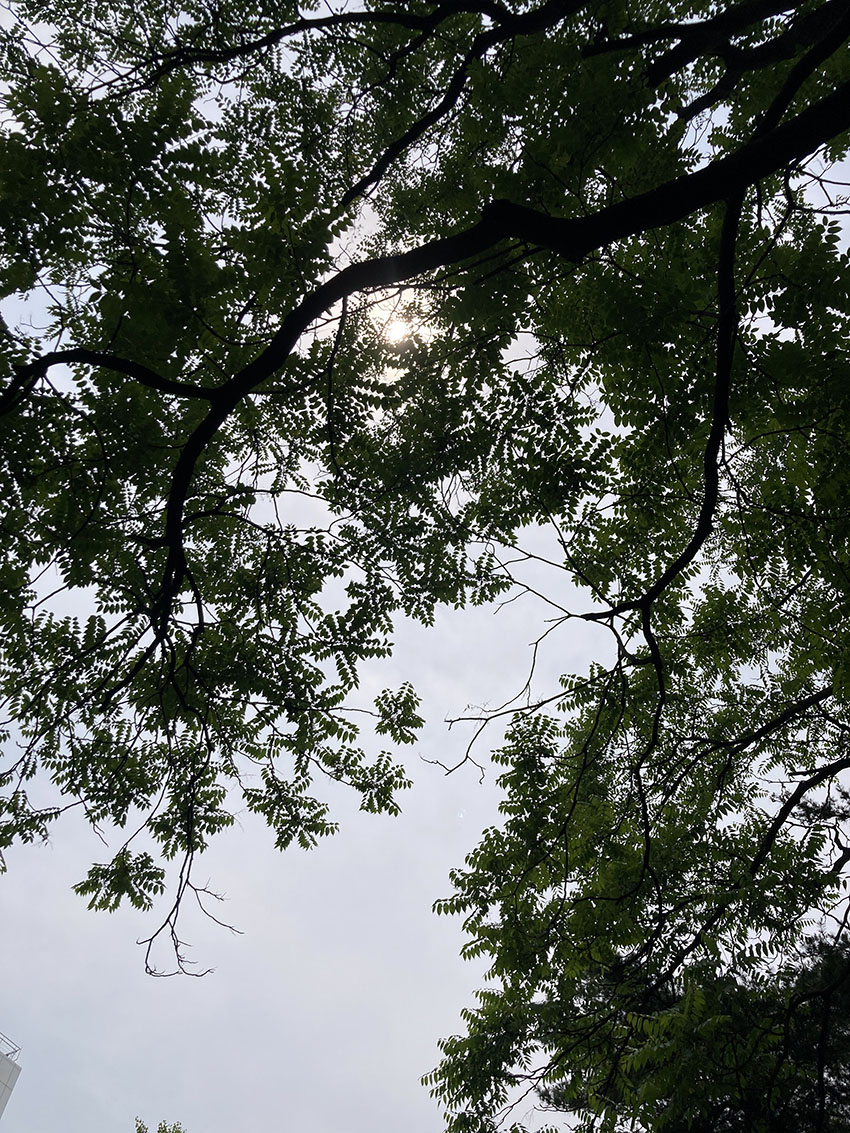 가죽나무
