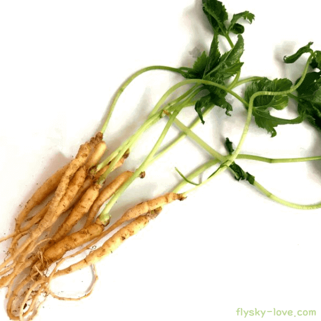 새싹삼 고르는 법