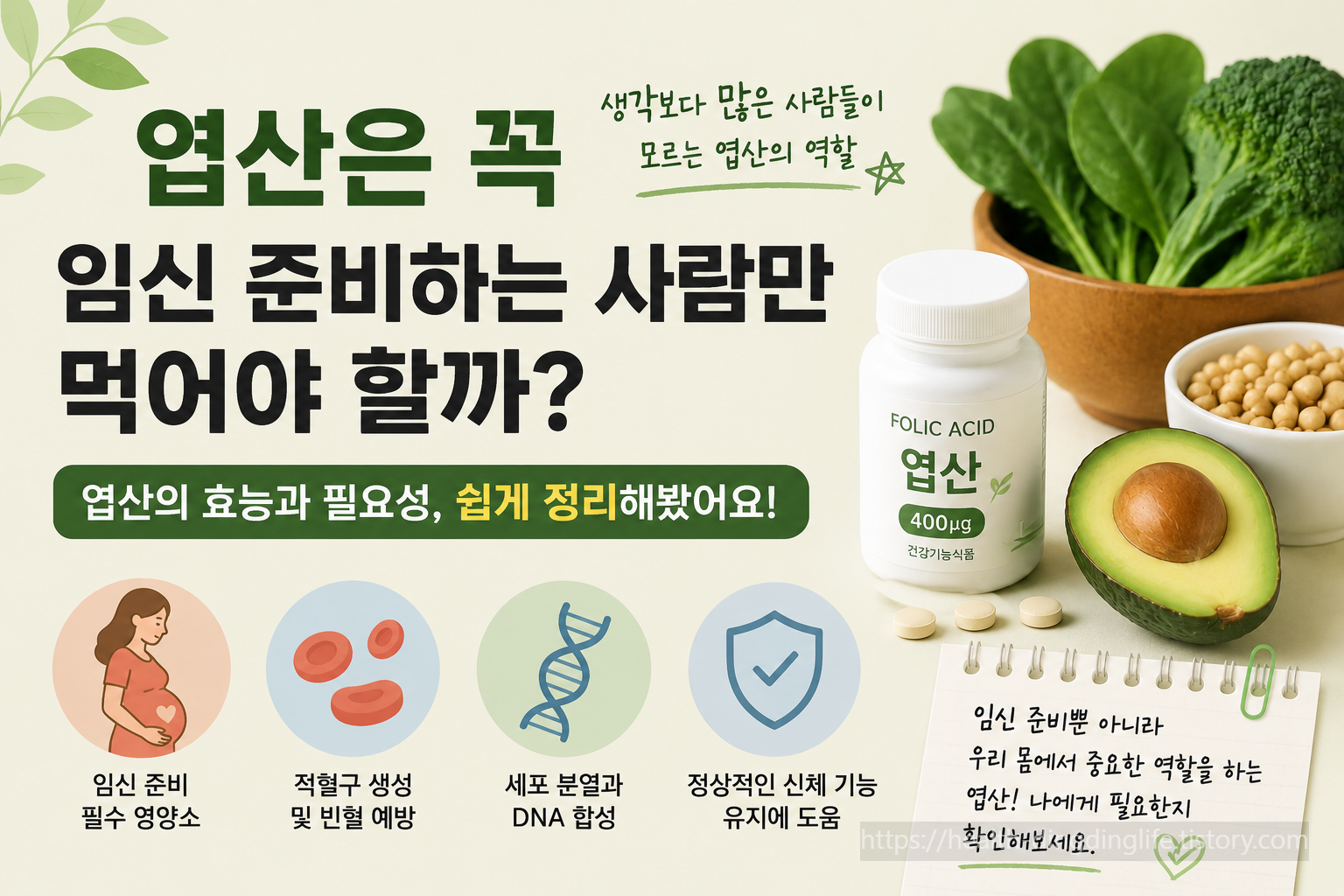 엽산은 꼭 임신 준비하는 사람만 먹어야 할까? 생각보다 많은 사람들이 모르는 엽산의 역할