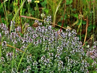 백리향 키우는 법 집에서 재배법 꿀팁_19