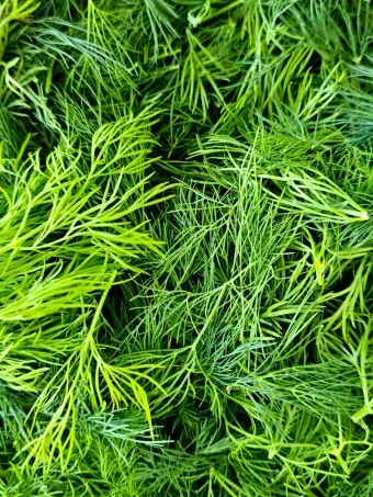 딜 재배 파종 간격 화분 키우기 잎과 씨앗 활용_31