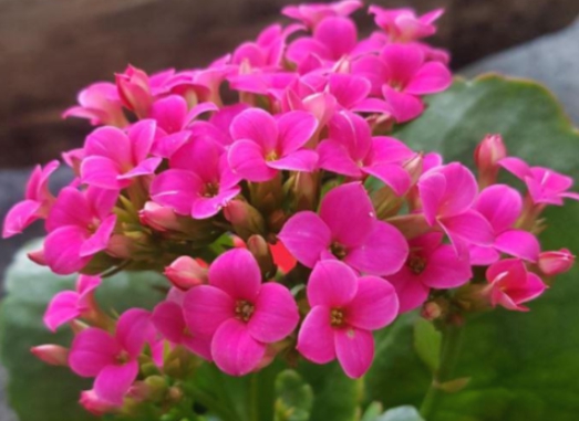 겨울 꽃 칼랑코에