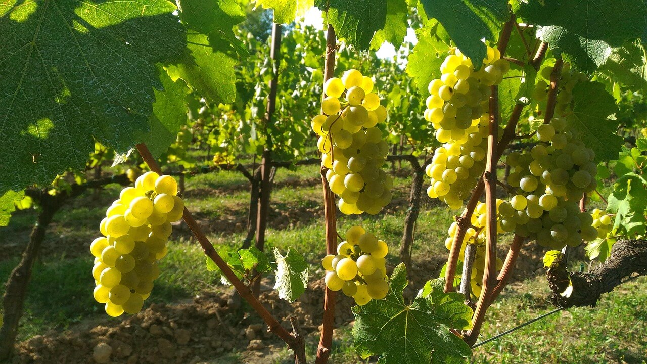 양념치킨 &amp; 프란치아코르타(Franciacorta) 와인 페어링｜달콤 매콤 양념과 이탈리아 버블의 우아한 만남