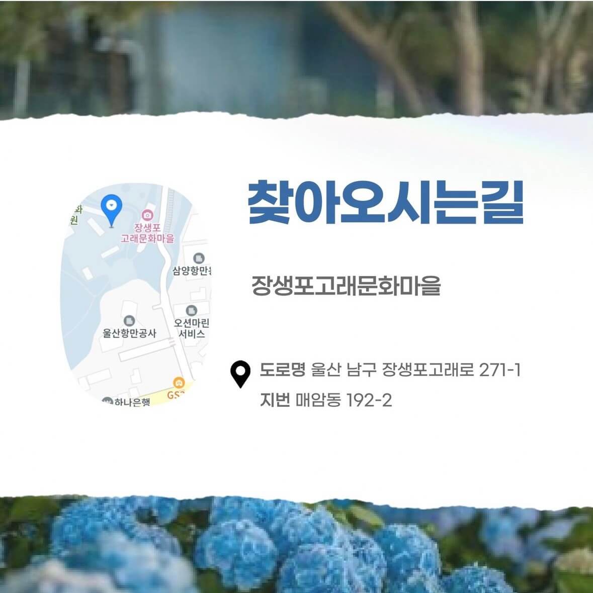 장생포 수국축제