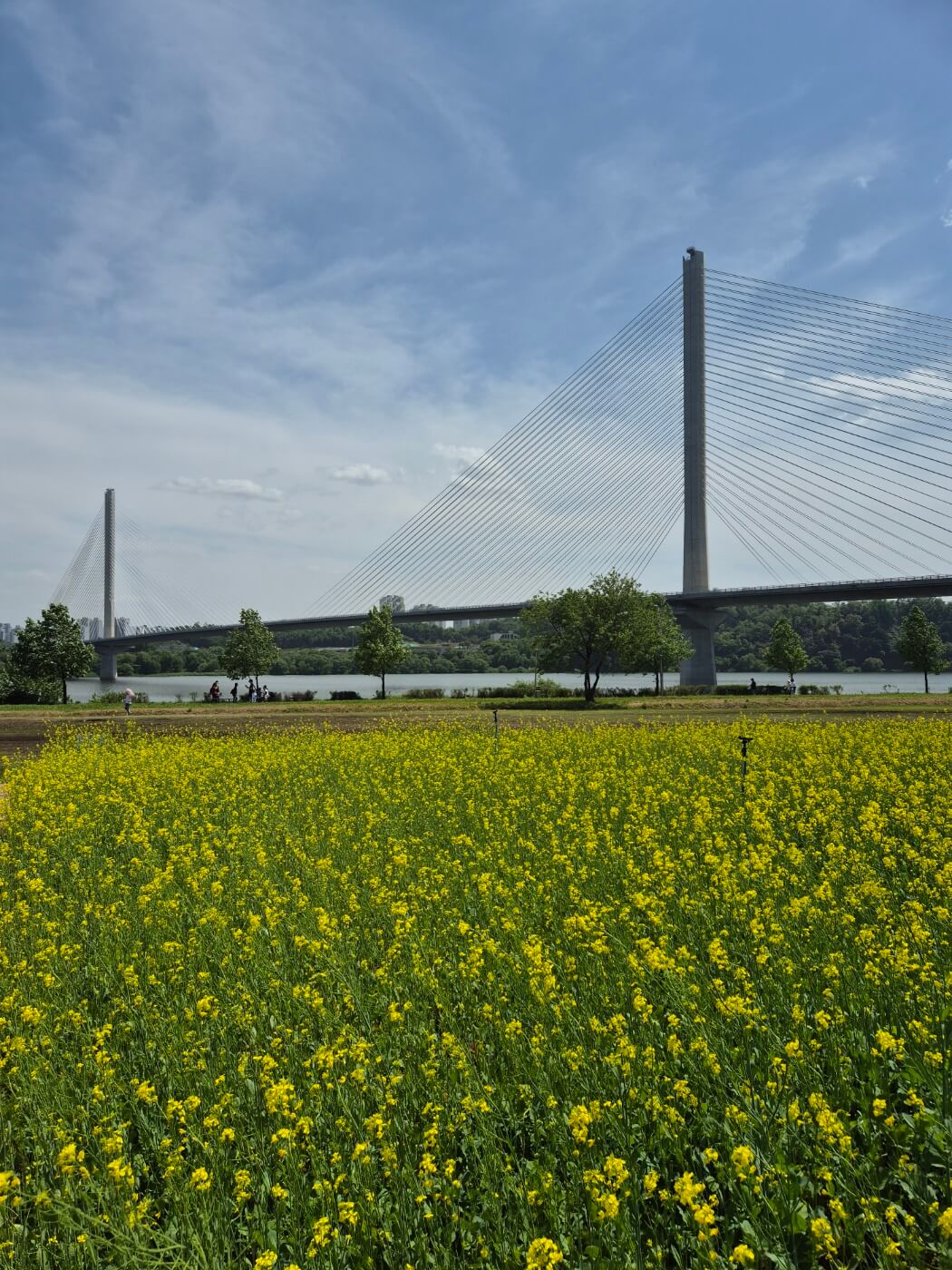 한강 주변, 서래섬 유채꽃 나들이, 구리 유채꽃 축제일정