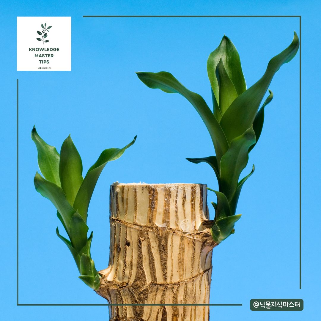 행운목 수경재배의 장단점