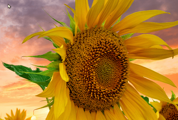 태백 해바라기 축제 볼거리&amp;#44; 입장료&amp;#44; 주차&amp;#44; 맛집 총정리