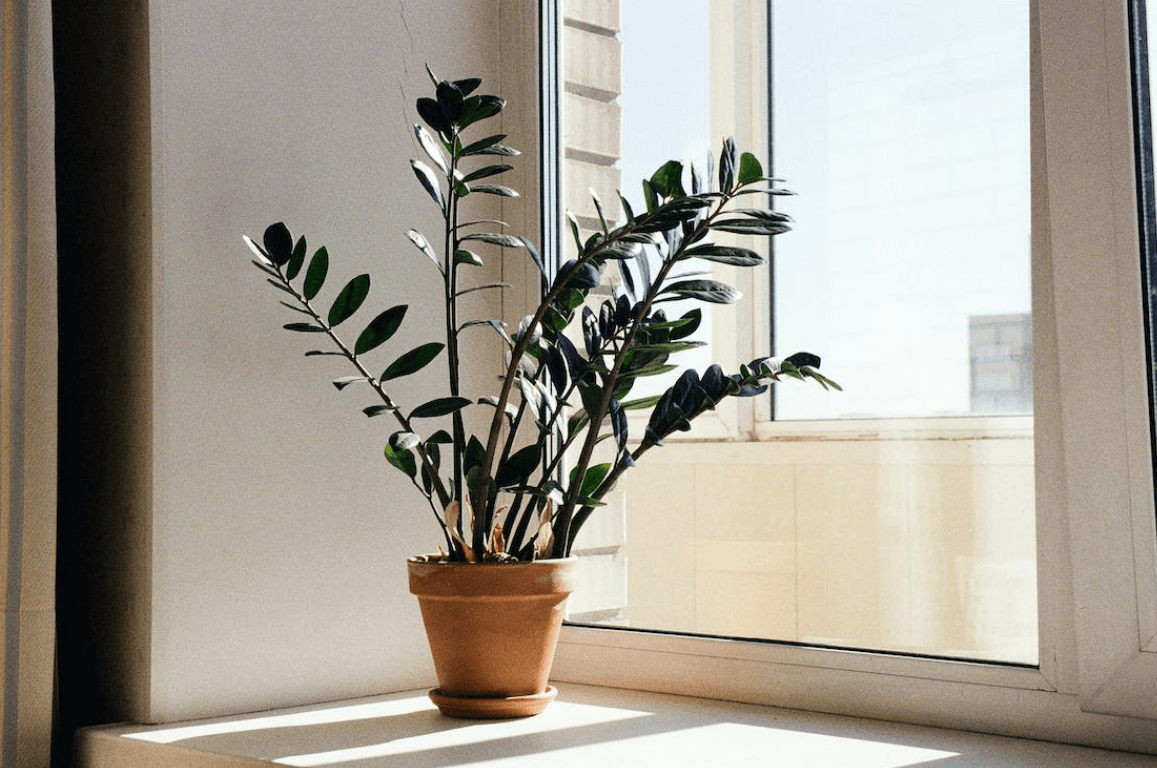 금전수 돈나무 키우기 물주기 가지치기