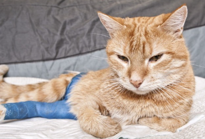 다리를 다친 고양이.