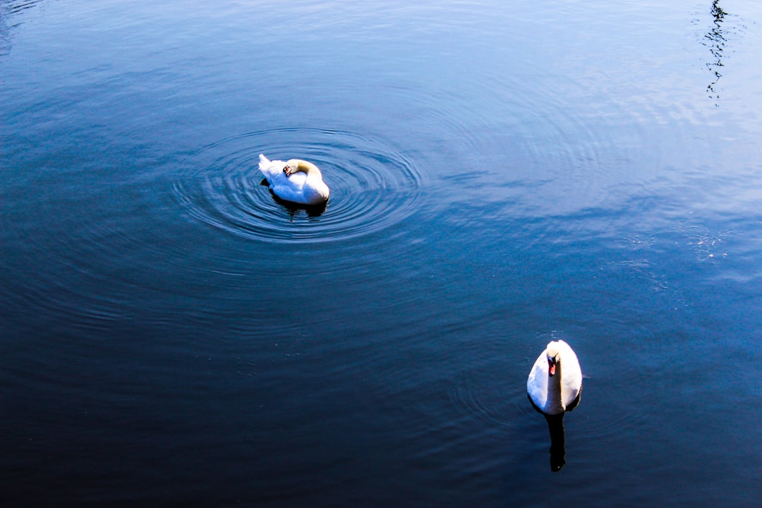 Ripple