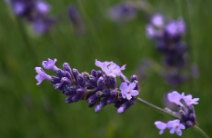 포천 허브아일랜드 라데봄축제