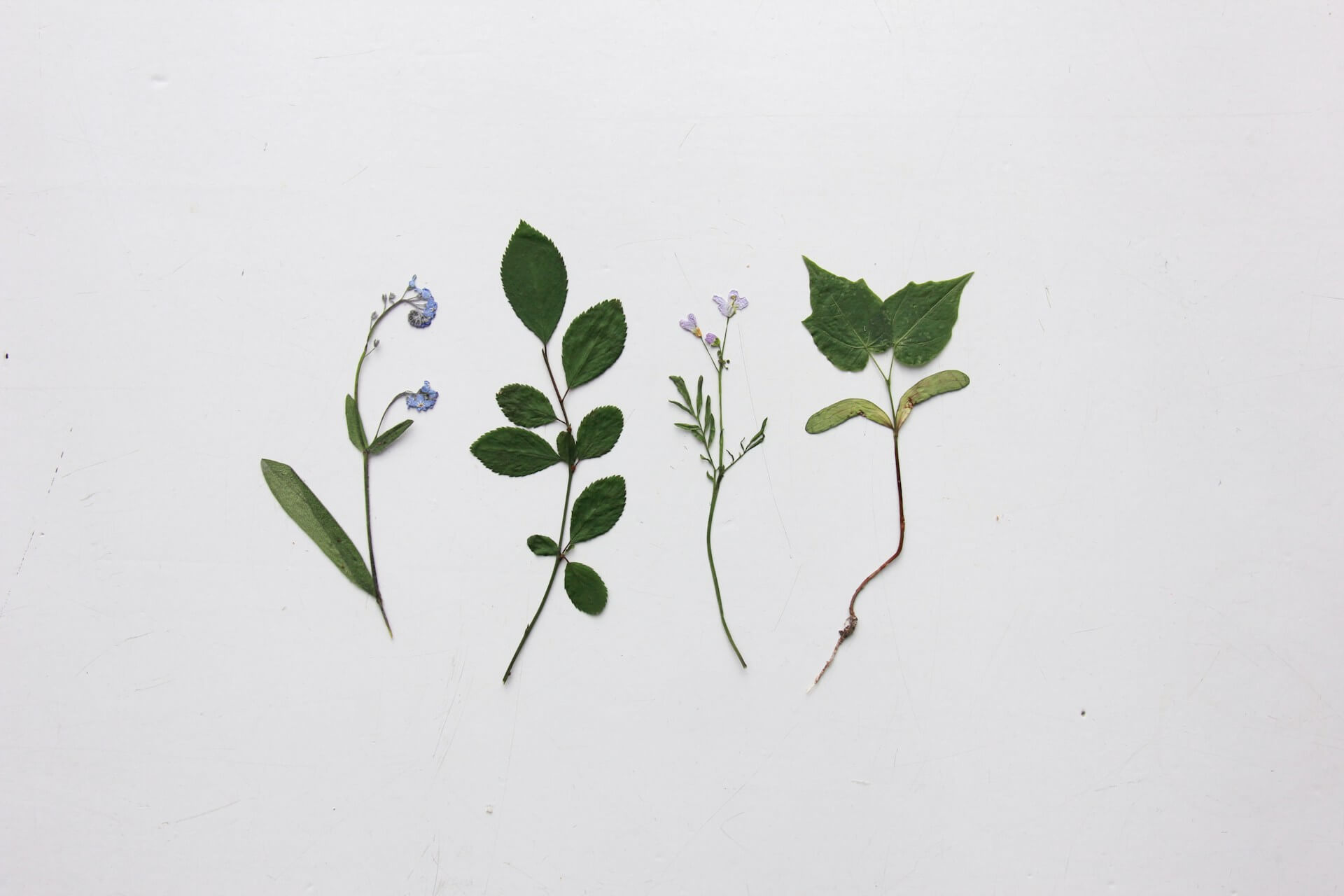 처음부터 완벽하게 배우는 압화 보존법 ― 색 바램 없이 오래 가는 비법 공개