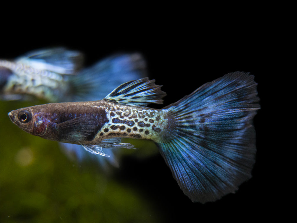 &copy; Blue metallic snakeskin guppy, aquaticarts
