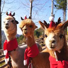 강원도 홍천 알파카월드 