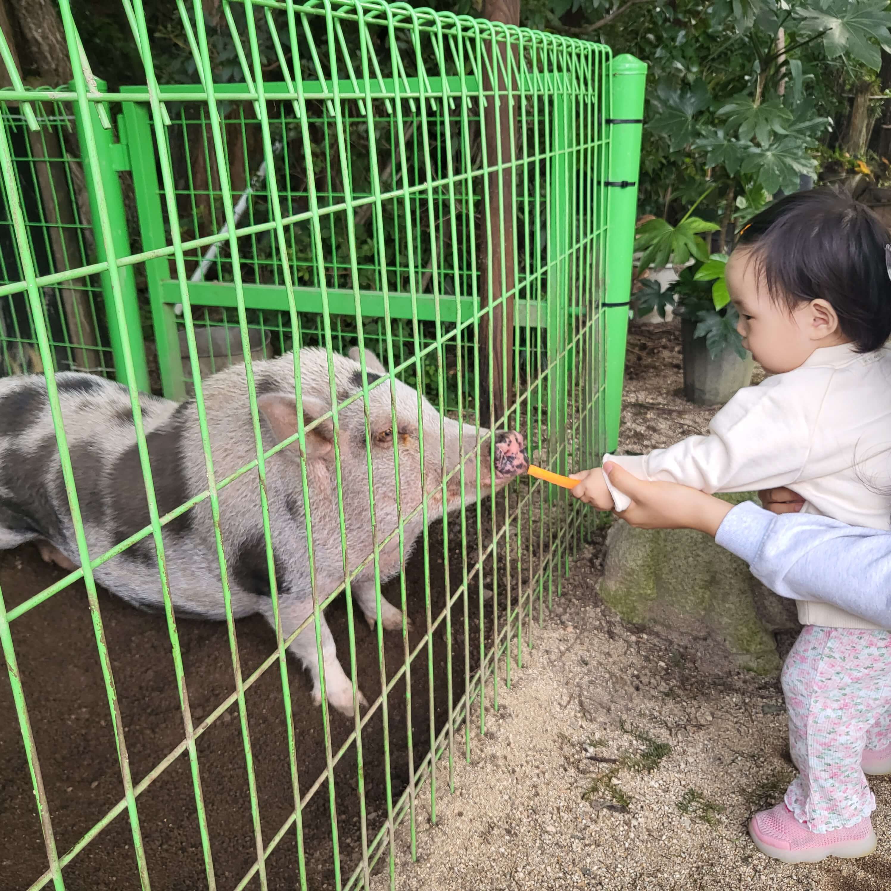 돼지에게 당근 주는 딸