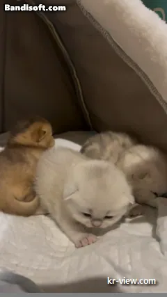 img.webp?credential=yqXZFxpELC7KVnFOS48ylbz2pIh7yKj8&expires=1767193199&allow_ip=&allow_referer=&signature=NK9hQnrSXvry15fysJW6RFMPjbI%3D