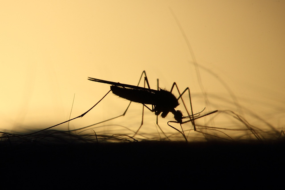 Mosquito, Feeding, Silhouette image.