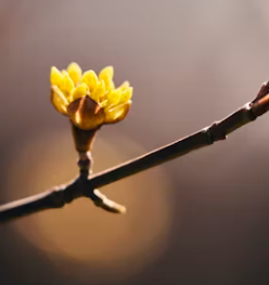 3월 인사말 문구 모음 3월인사말씀 메시지 문구