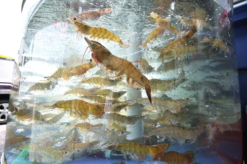 홍성 남당항 대하축제