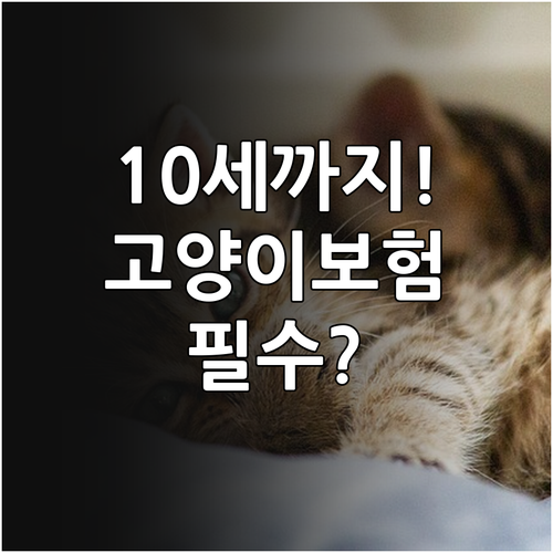 2026년 고양이 보험 신규 가입 나..