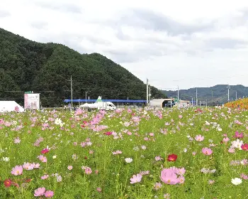 하동 북천 코스모스 메밀꽃 축제_4