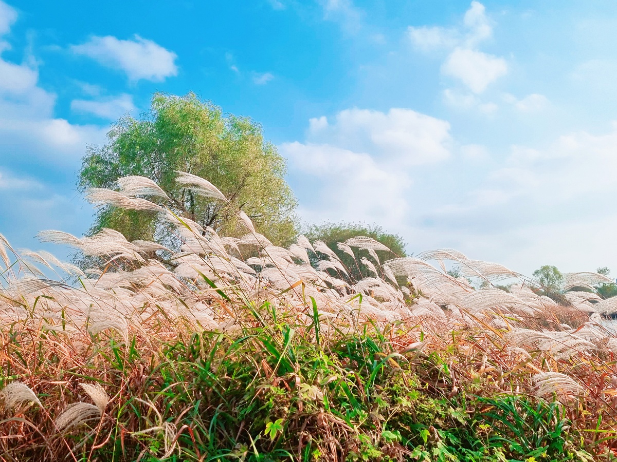 핑크뮬리부터 은행나무길까지, 드림파크 야생화공원 가을 축제와 산책