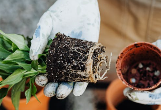 분갈이 시기와 방법