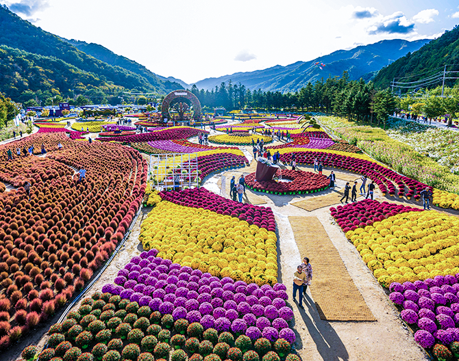 인제-가을꽃-행사