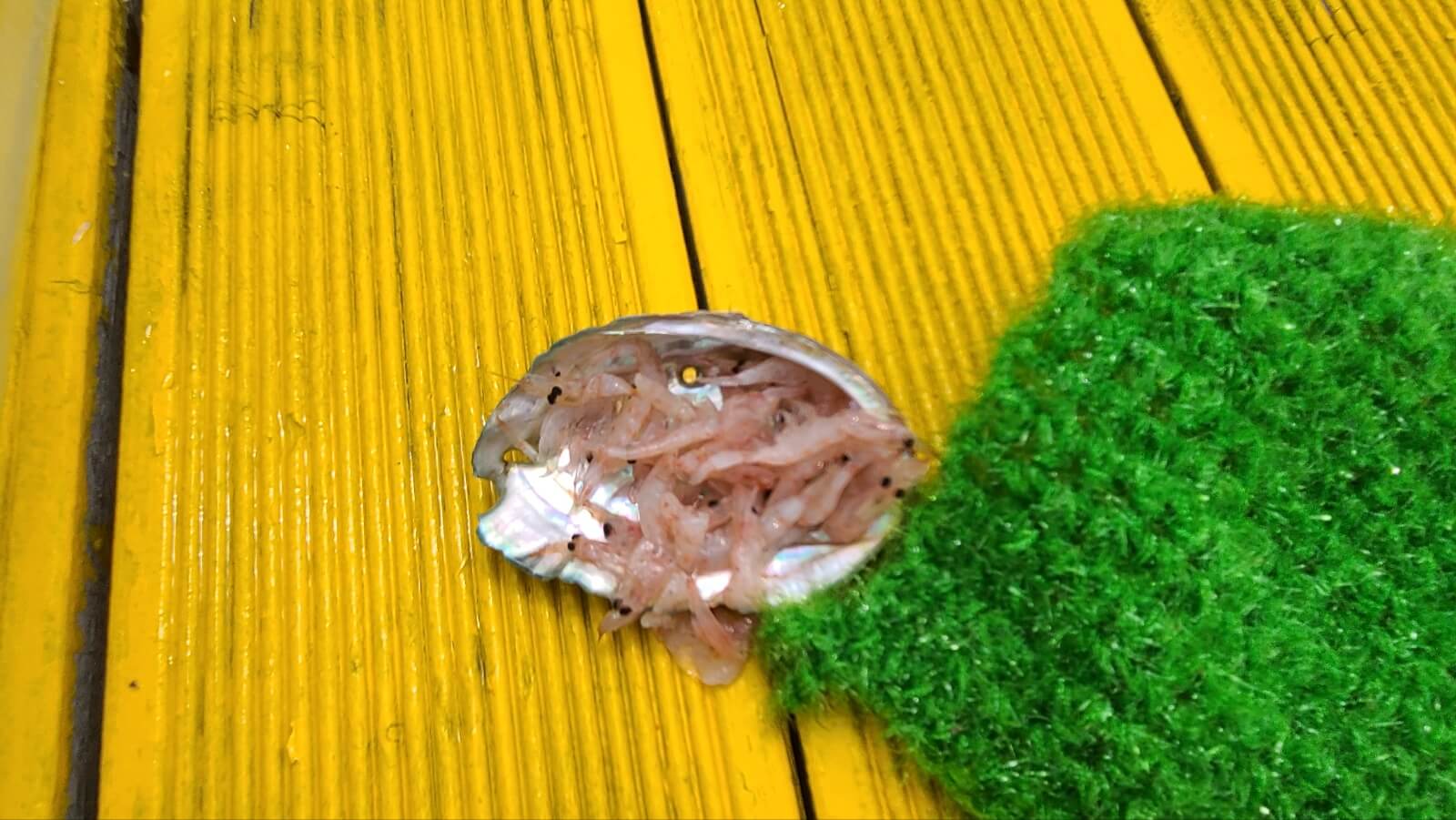 새우