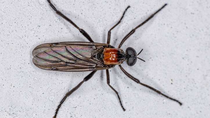 러브-버그의-성충의-모습