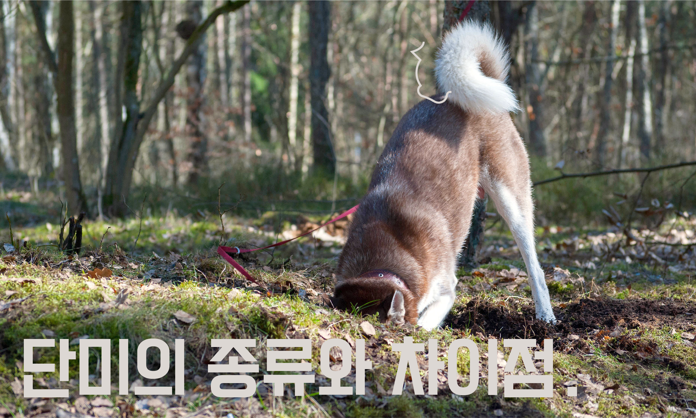 강아지-단미