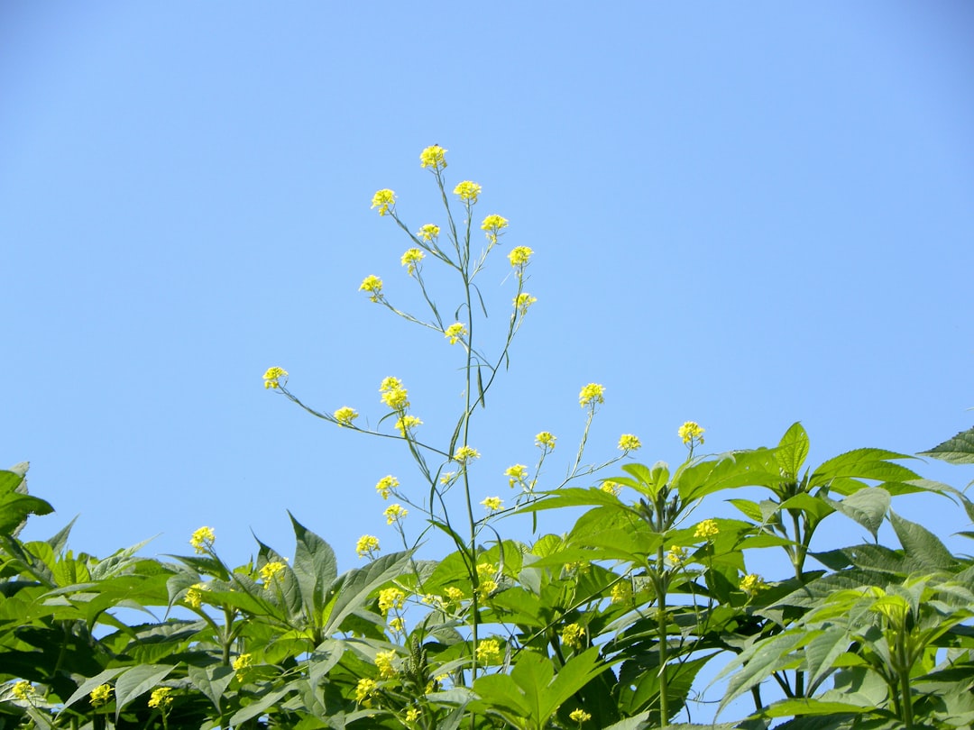 Cornus (the scientific name for the flower commonly known as 山茱萸, or sanseuyu in Korean)
