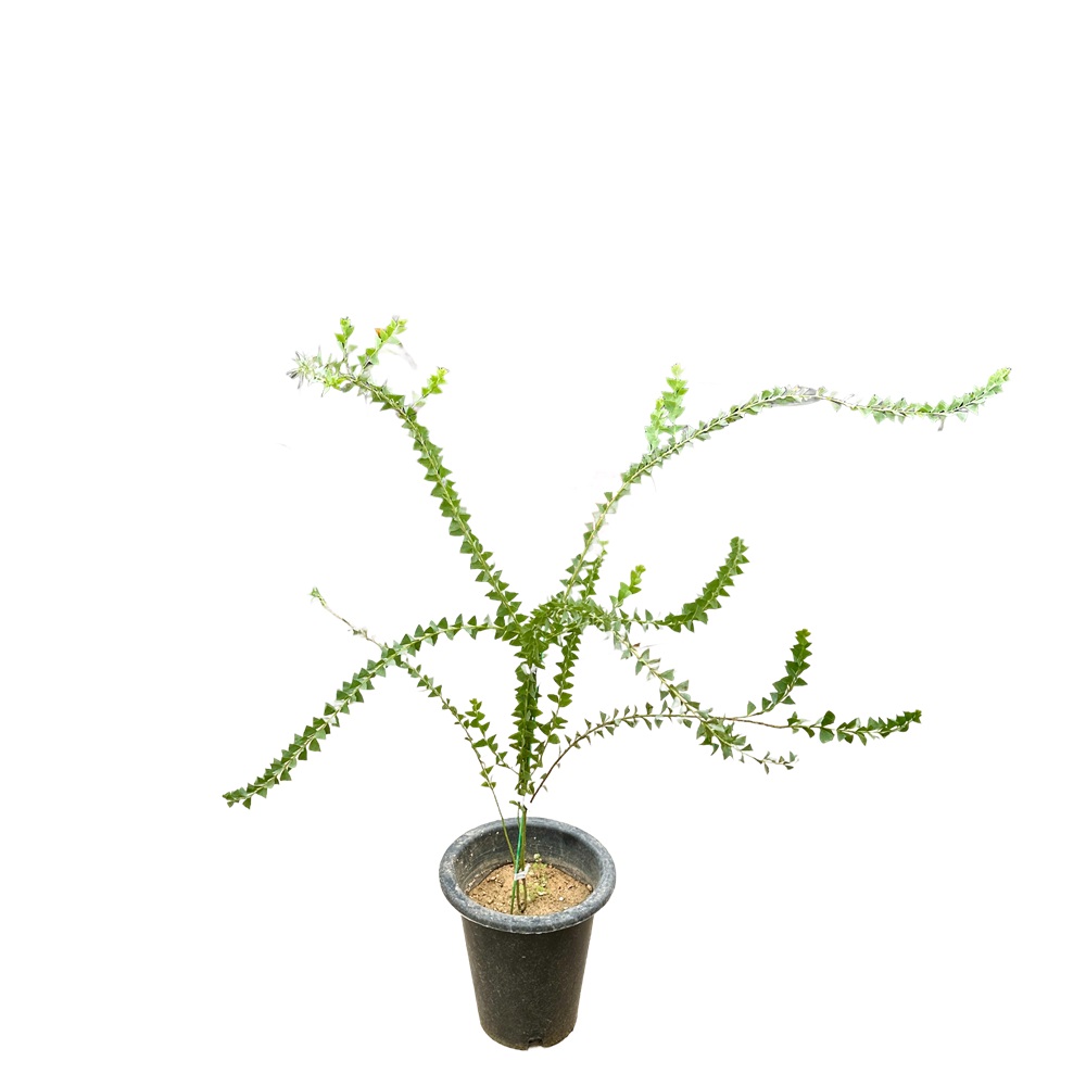 삼각잎 아카시아 키우기