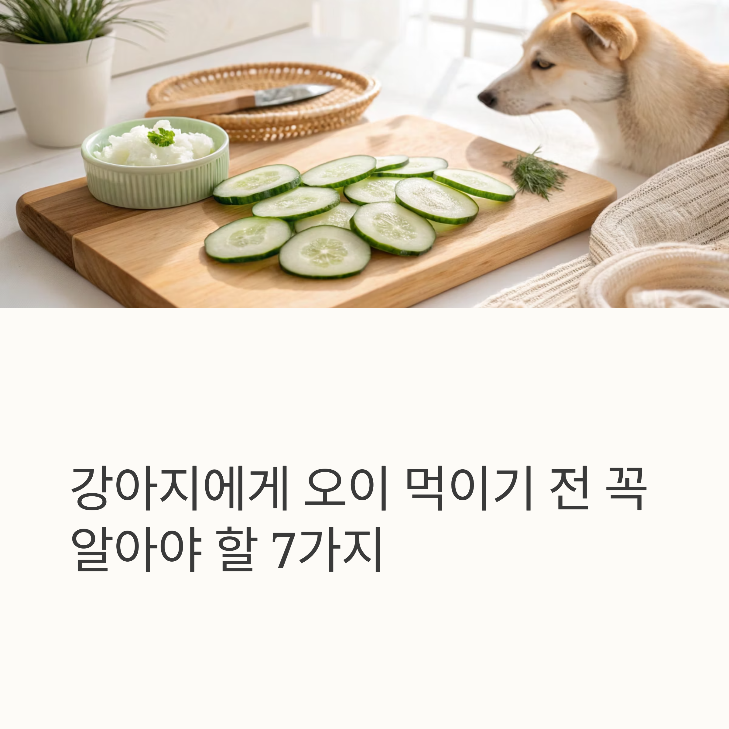 강아지에게 오이 먹이기 전 꼭 알아야 할 7가지