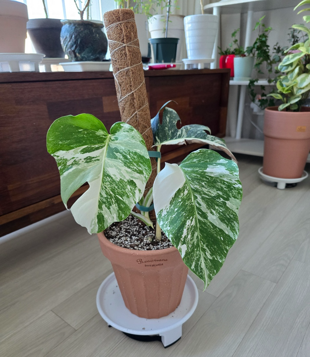 예쁜 화분에 다시 심어온 알보