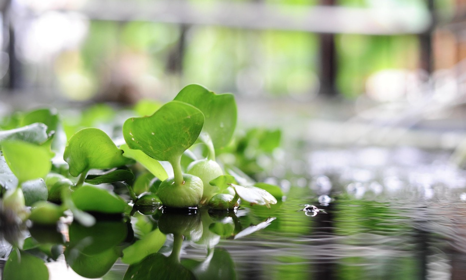 자연을 담은 작은 수경재배 정원 만들기 💧