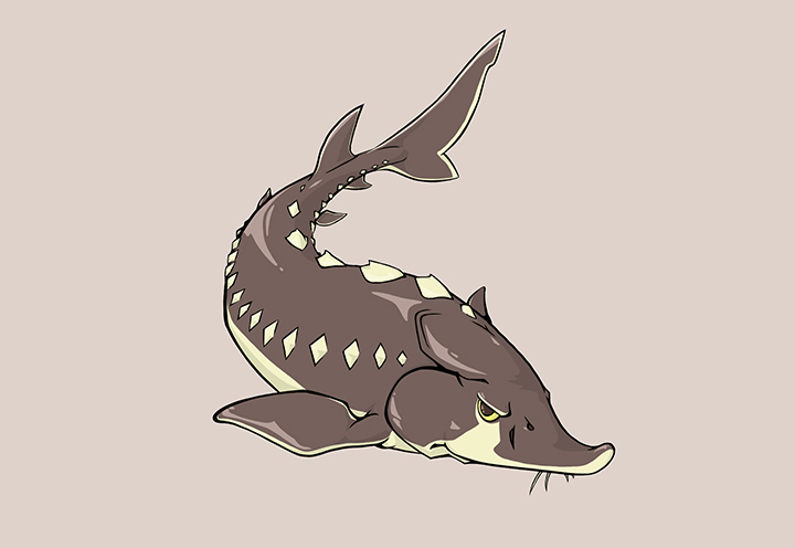 철갑상어-콘드로이친-주-원료