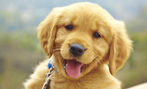 웃고있느 강아지사진