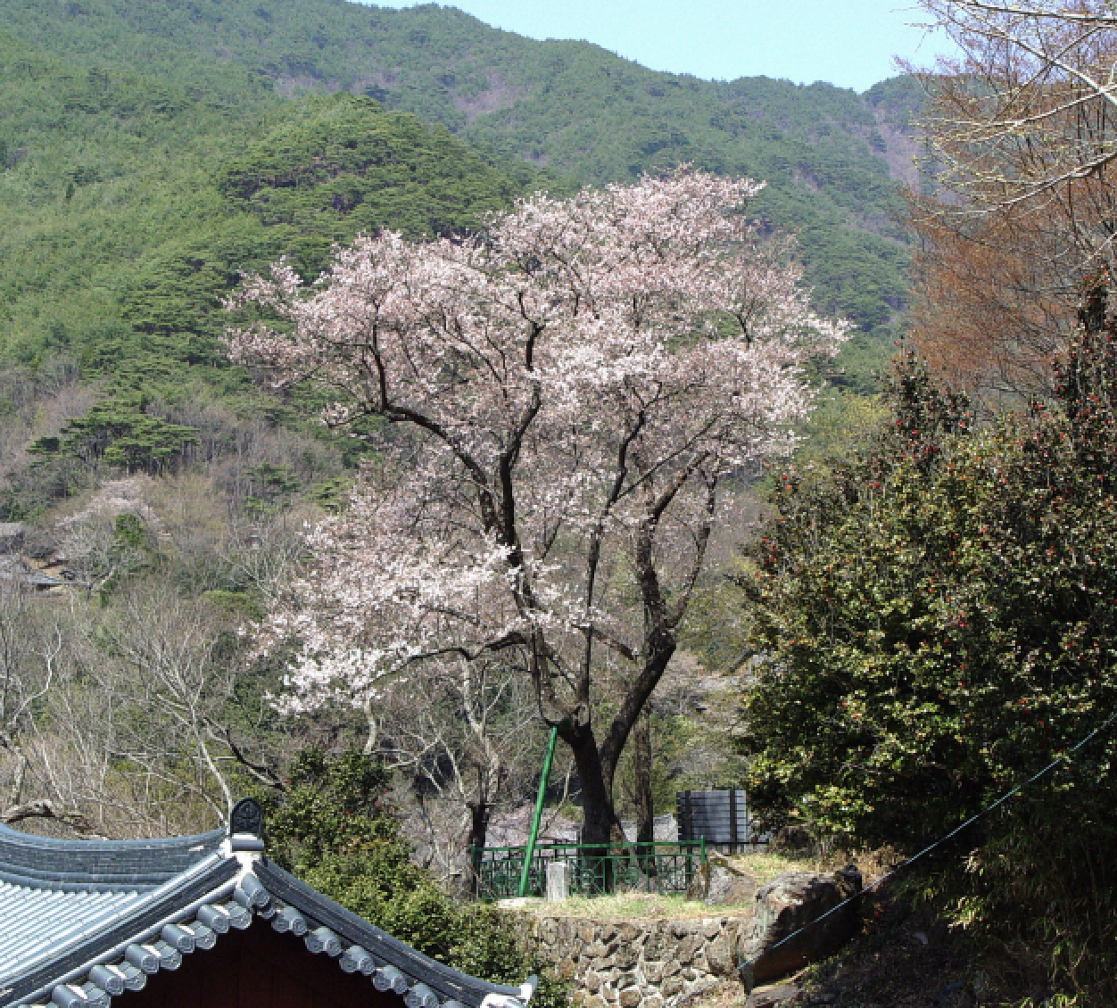 구례 화엄사 올벚나무