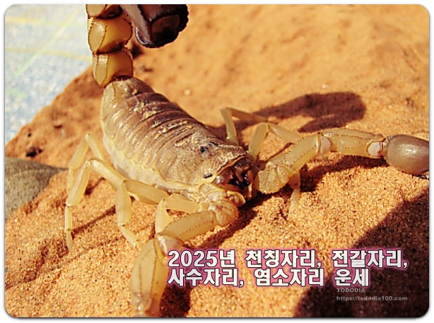 2025년 전갈자리운세