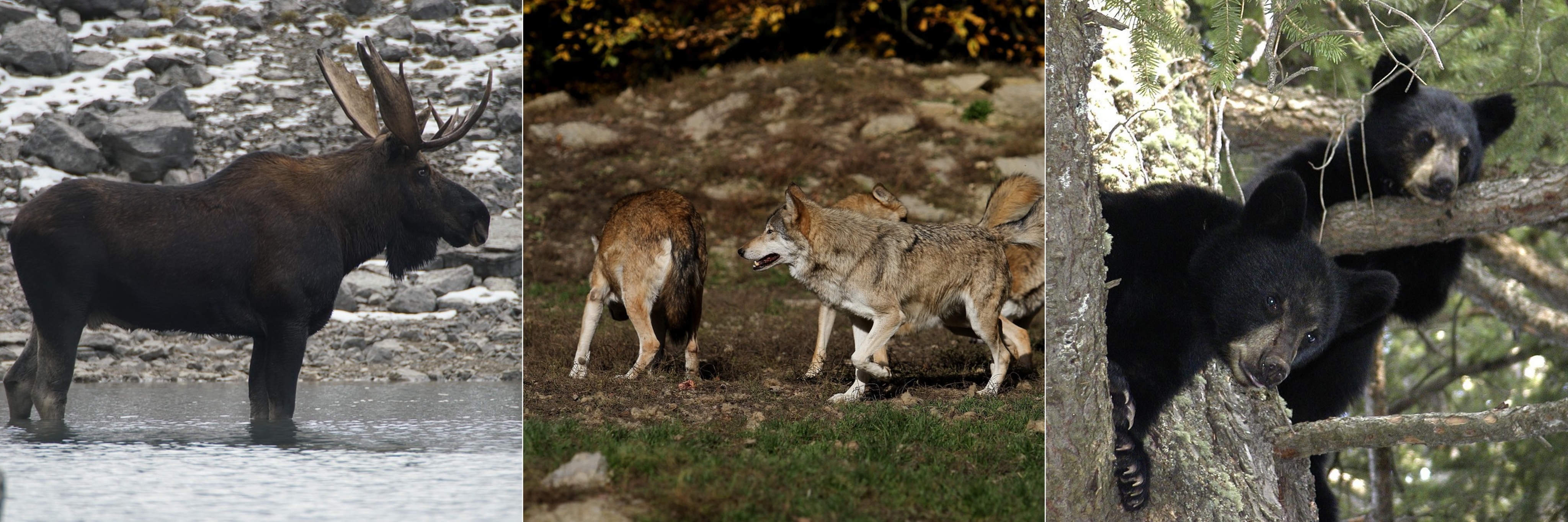 왼쪽부터 무스, 야생 늑대, 곰